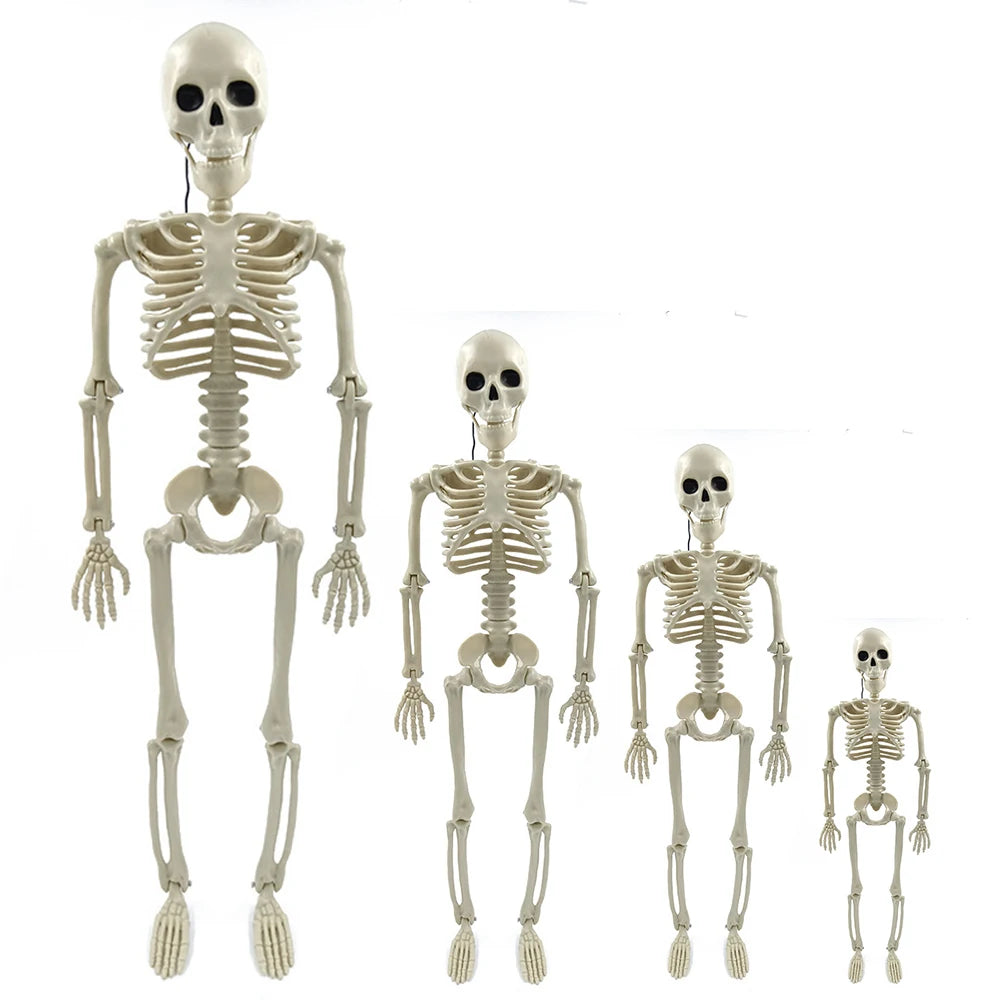 170cm Halloween Skeleton- Poseable Full Life Size Skeleton Prop